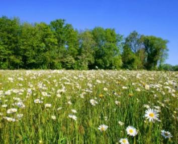 Droit à la verdure contre droit à l’énergie solaire, le match